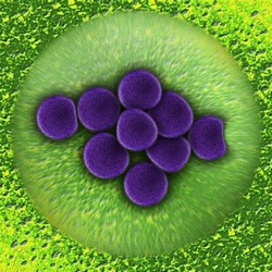 Microrganismi pericolosi - Staphylococcus aureus